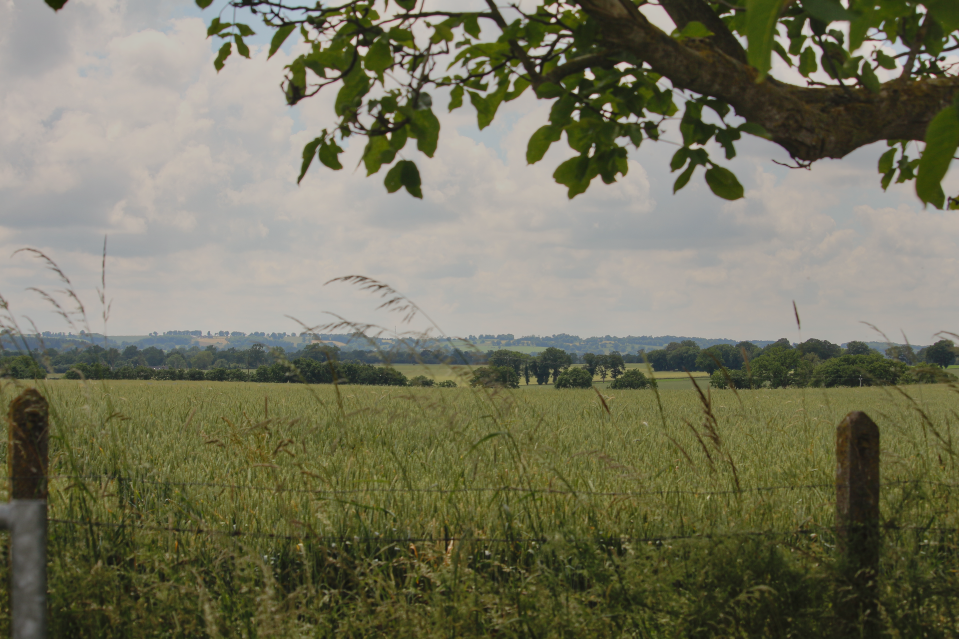 Field View